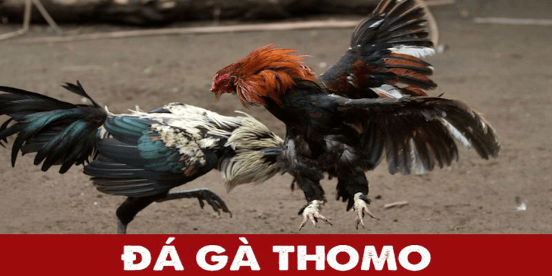 Đá gà Thomo có sức hấp dẫn cực lớn với người chơi